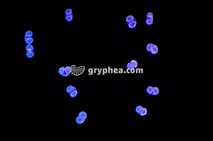 Pollen Pin x 40 - gryphea.com